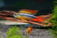 APISTOGRAMMA AGAZZIZI COMMOM